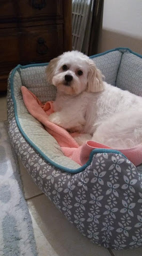 Pet Supply Store «PetSmart», reviews and photos, 4151 Turtle Creek Dr, Coral Springs, FL 33067, USA