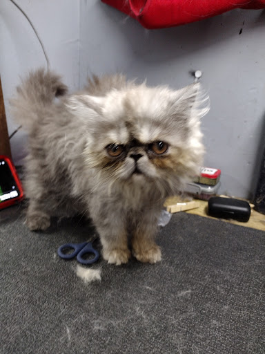 Pet Supply Store «The Dog House», reviews and photos, 4237 S Alameda St, Corpus Christi, TX 78412, USA