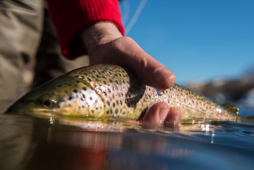 Fishing Charter «Fly Fishing Outfitters», reviews and photos, 1060 W Beaver Creek Blvd, Avon, CO 81620, USA