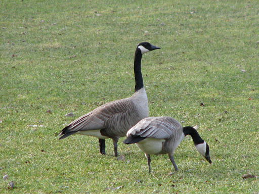 Nature Preserve «The Grove», reviews and photos, 1421 Milwaukee Ave, Glenview, IL 60025, USA