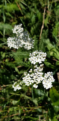 Nature Preserve «Al Sabo Land Preserve», reviews and photos, 6310 Texas Dr, Kalamazoo, MI 49009, USA