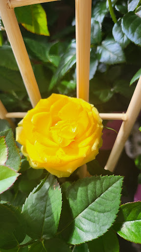 Supermarket «Big Y», reviews and photos, 62 W Main St, Spencer, MA 01562, USA