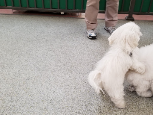 Pet Supply Store «Pet Food Express», reviews and photos, 1902 S Bascom Ave, Campbell, CA 95008, USA