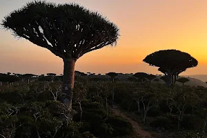 Tour Socotra image