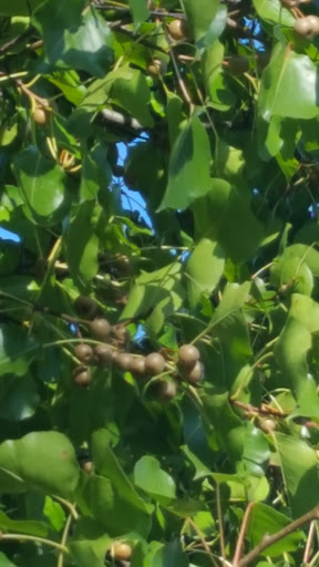 Vineyard «Harpersfield Vineyard», reviews and photos, 6387 OH-307, Geneva, OH 44041, USA