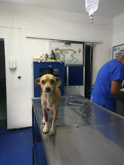 Hospital Canino Y Felino Puppy Care