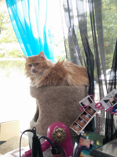 Barber Shop «Supernova Barber Shop», reviews and photos, 632 St Helens Ave, Tacoma, WA 98402, USA