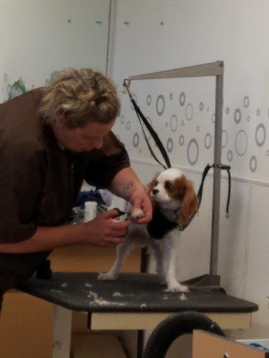 Pet Supply Store «Petco Animal Supplies», reviews and photos, 313 Homer M Adams Pkwy, Alton, IL 62002, USA