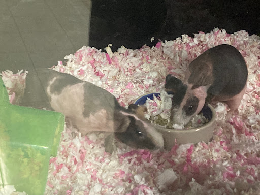 Pet Store «Gills And Thrills Pet Shop», reviews and photos, 204 E 8th St, Lockport, IL 60441, USA