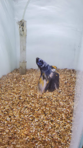 Tropical Fish Store «Ocean Blue Aquarium», reviews and photos, 2246 Aloma Ave, Winter Park, FL 32792, USA