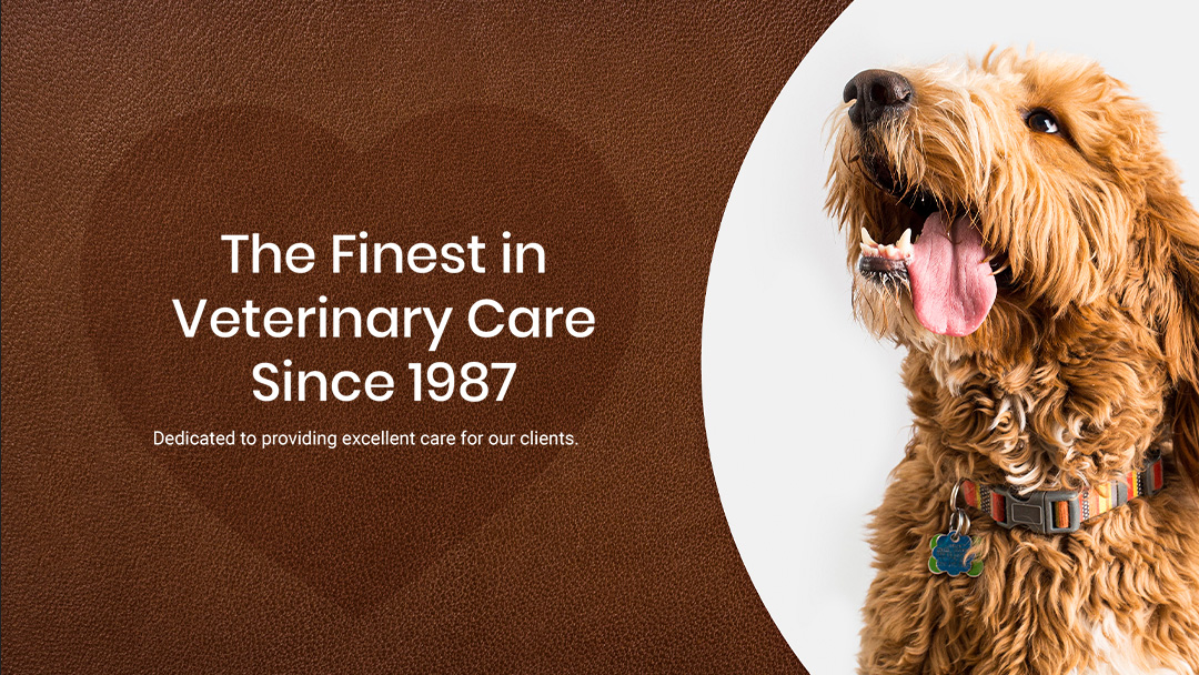 Arlington Pet Care Hospital