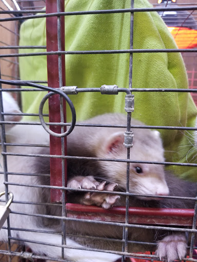 Pet Store «Critter Pet Shop», reviews and photos, 19309 Ecorse Rd, Allen Park, MI 48101, USA