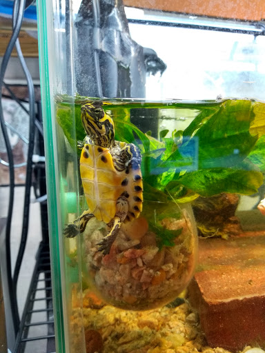 Coffee Shop «Starbucks», reviews and photos, 3055 Columbia Blvd, Titusville, FL 32780, USA