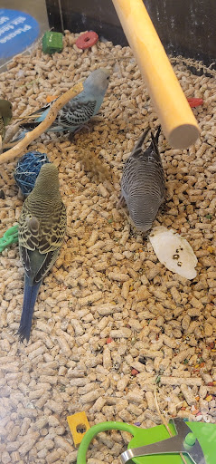 Pet Supply Store «PetSmart», reviews and photos, 2940 Chapel Hill Rd, Douglasville, GA 30135, USA