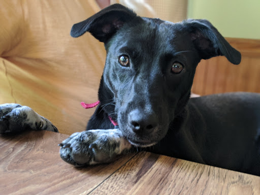 Pet Supply Store «Pet Supplies Plus», reviews and photos, 101 Sutton Ave, Oxford, MA 01540, USA