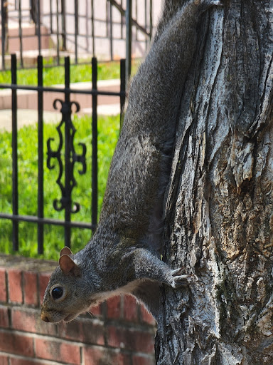 Park «Crispus Attucks Park», reviews and photos, 23 U St NW, Washington, DC 20001, USA