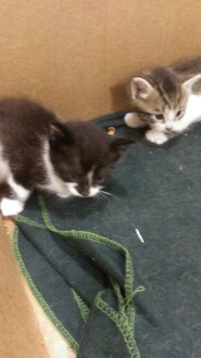 Pet Supply Store «Pure Paradise Pets», reviews and photos, 39 Putnam Pike, Johnston, RI 02919, USA