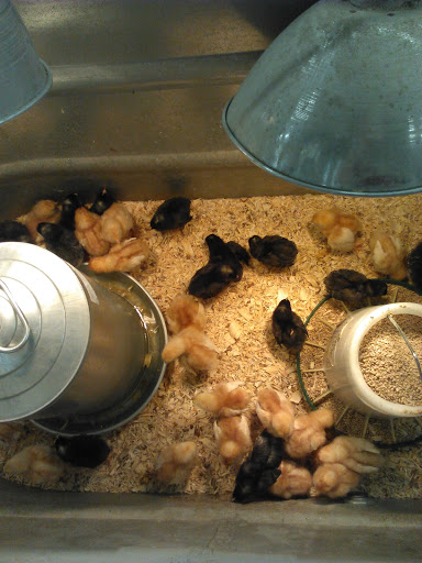 Department Store «Rural King», reviews and photos, 9525 Collinsville Rd, Collinsville, IL 62234, USA