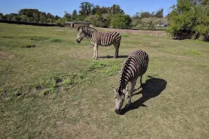 Francisco Lecocq Zoological image