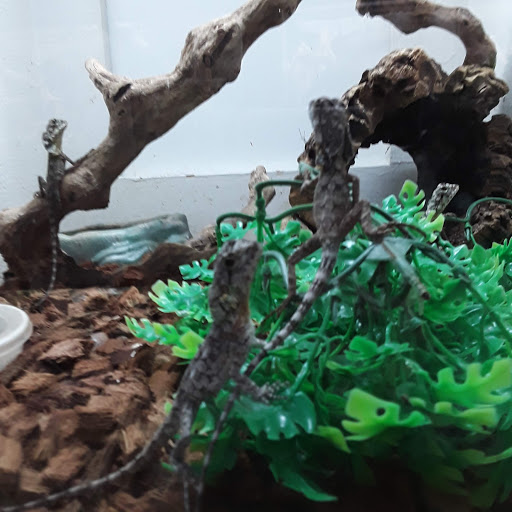 Pet Store «Pets Plus-Reptiles & Exotic», reviews and photos, 421 West Ave, Lockport, NY 14094, USA