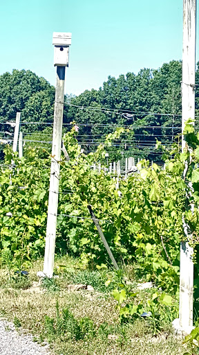 Vineyard «Sandhill Crane Vineyards», reviews and photos, 4724 Walz Rd, Jackson, MI 49201, USA