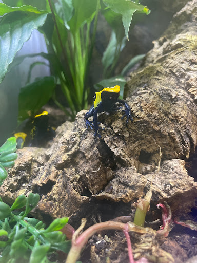 Pet Store «Birds & Beasts Pet Shop», reviews and photos, 35 Berkshire Dr # 18, Crystal Lake, IL 60014, USA