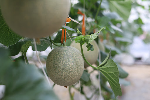 Dưa lưới bình đông 2