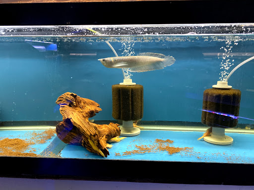Pet Store «Fish Bowl Aquarium & Pet Mart», reviews and photos, 725 Providence St, West Warwick, RI 02893, USA