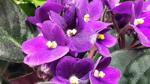 Florist «Rainbow Florist & Delectables Inc.», reviews and photos, 370 Main St, Laurel, MD 20707, USA