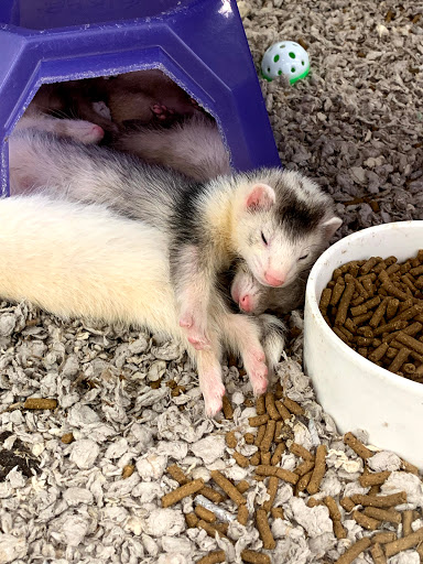 Pet Supply Store «Petco», reviews and photos, 35 Pleasant St, South Weymouth, MA 02190, USA