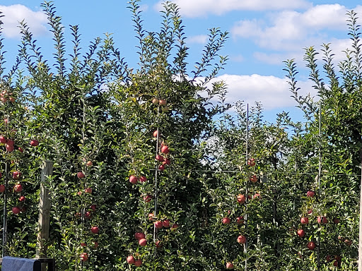 Farm «Manoff Market Gardens», reviews and photos, 3157 Comfort Rd, Solebury, PA 18963, USA