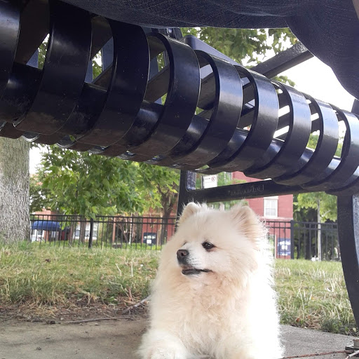 Park «Independence Park», reviews and photos, 3945 N Springfield Ave, Chicago, IL 60618, USA