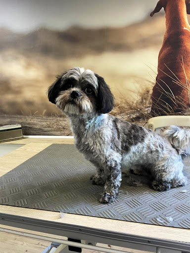 Hundesalon Wolinska unter Holdorf, 