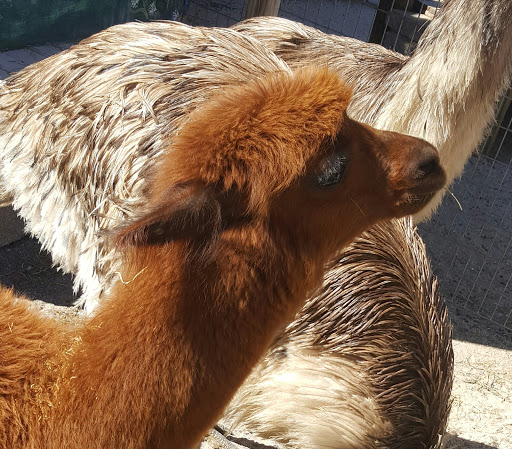 Non-Profit Organization «Big Cat Habitat & Gulf Coast Sanctuary», reviews and photos, 7101 Palmer Blvd, Sarasota, FL 34240, USA