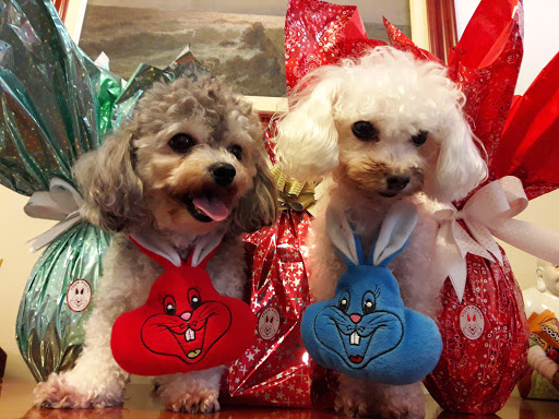 Randi - Centro Médico Veterinário em São Paulo - SP