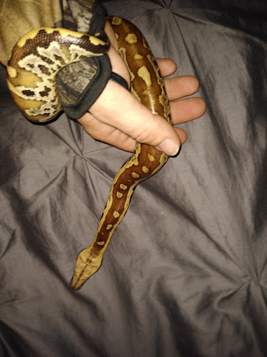 Pet Store «Critter Castle», reviews and photos, 1461 Boiling Springs Rd, Spartanburg, SC 29303, USA