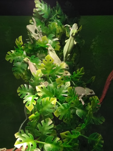 Reptile Store «Reptile Pets Direct», reviews and photos, 8088 Pat Booker Rd, Live Oak, TX 78233, USA