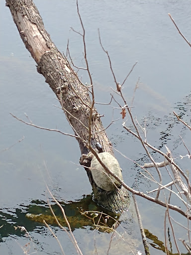 Bicycle Rental Service «Barton Springs Bike Rental», reviews and photos, 1707 Barton Springs Rd, Austin, TX 78704, USA