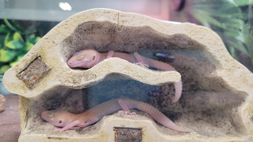 Pet Supply Store «PetSmart», reviews and photos, 2435 Prairie Center Pkwy, Brighton, CO 80601, USA