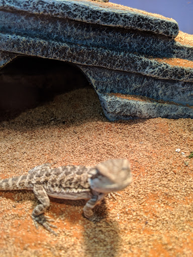 Pet Store «Animal House», reviews and photos, 7869 Hamilton Ave, Cincinnati, OH 45231, USA