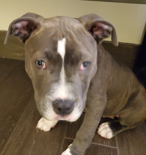 Pet Supply Store «PetSmart», reviews and photos, 3630 Peachtree Pkwy, Suwanee, GA 30024, USA