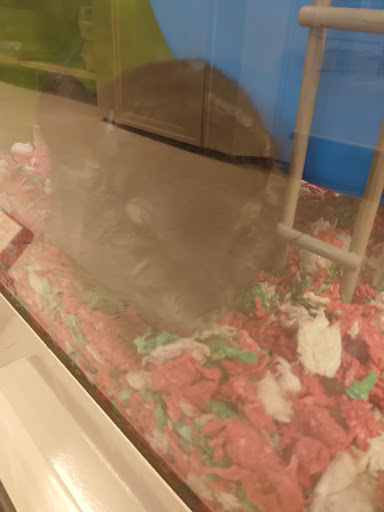 Pet Supply Store «PetSmart», reviews and photos, 8287 W Golf Rd, Niles, IL 60714, USA