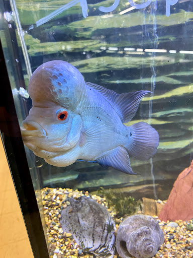 Aquarium «Skoolz of Fish», reviews and photos, 1503 Chamberlayne Ave, Richmond, VA 23222, USA