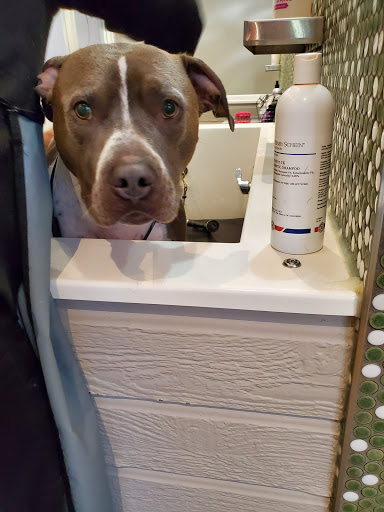 Pet Groomer «Bubbly Paws Dog Wash & Grooming», reviews and photos, 949 Grand Ave, St Paul, MN 55105, USA