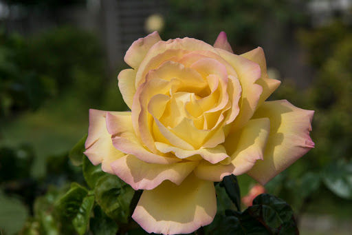 Grocery Store «Whole Foods Market», reviews and photos, 790 De Long Ave, Novato, CA 94945, USA