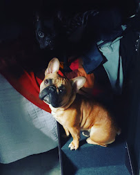 Pet Care Naturally - Photo 5 - Car repair in Redding, CA, Redding