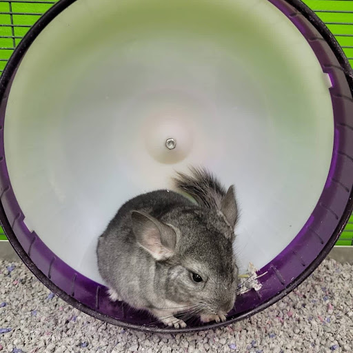 Pet Store «Coral Reef Pet Center», reviews and photos, 7723 W Lawrence Ave, Norridge, IL 60706, USA