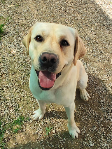 Pensioni per cani e dog hotel a Pensione Del Guado