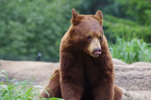 Zoo «ZooAmerica North American Wildlife Park», reviews and photos, 201 Park Avenue, Hershey, PA 17033, USA