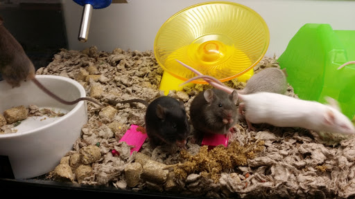 Pet Supply Store «Petco Animal Supplies», reviews and photos, 18200 NW Evergreen Pkwy, Beaverton, OR 97006, USA